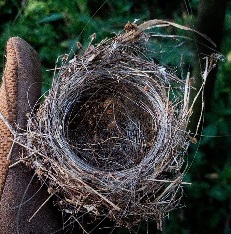 radio_fiber_nest